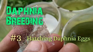 Daphnia Culture made simple and easy 3  Hatching Daphnia eggs [upl. by Novhaj160]