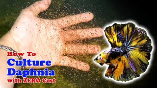 How to Culture Daphnia with ZERO Cost  Unlimited Live Food For Our Fish [upl. by Abey]