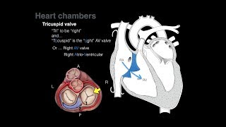 Overview of Heart Anatomy Tutorial [upl. by Dawaj]