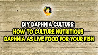 DIY Daphnia Culture How to Culture Nutritious Daphnia as Live Food for Your Fish [upl. by Barren716]