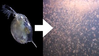 How I Culture Daphnia [upl. by Aldin]