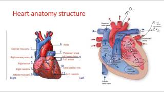 Cardiac anatomy lecture [upl. by Edmea]