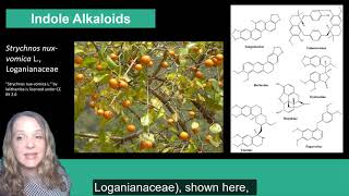 Plant Secondary Metabolism Alkaloids [upl. by Nailij]