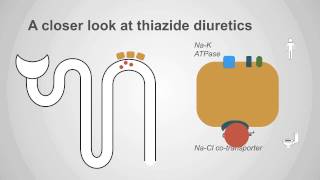 Thiazide Diuretics Explained Mechanism amp Clinical Application [upl. by Enileme]