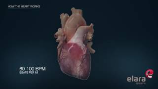 Heart in 3D Animation How the Heart Works [upl. by Ailaht]