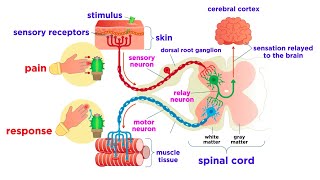 The Peripheral Nervous System Nerves and Sensory Organs [upl. by Eelorac]