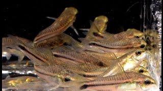 Corydoras pygmaeus The Pygmy Cory Species Spotlight [upl. by Simonette]