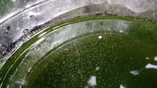 DAPHNIA MOINA CULTURE IN A SMALL BUCKET [upl. by Yarod]