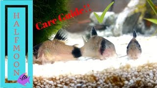 How to Care for Corydora Catfish [upl. by Enale]