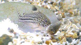 How I Bred Corydoras At Home Trilineatus  False Julii [upl. by Milissent]