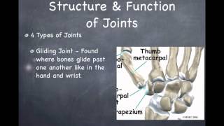 Organ Systems of the Human Body [upl. by Haet]