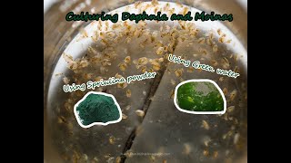 How To Culture Daphnia and Moinas using Green Water Spirulina powder [upl. by Elvie]