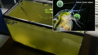 Raising Daphnia for the Freshwater Aquarium [upl. by Ciredor]