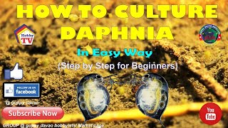 HOW TO CULTURE DAPHNIA In Easy Way [upl. by Flossy342]