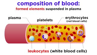 The Composition and Function of Blood [upl. by Lodhia3]