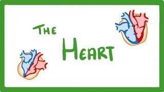 GCSE Biology  The Heart 23 [upl. by Chane]