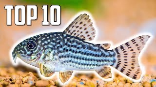 Top 10 Cory Catfish for Your Aquarium [upl. by May]